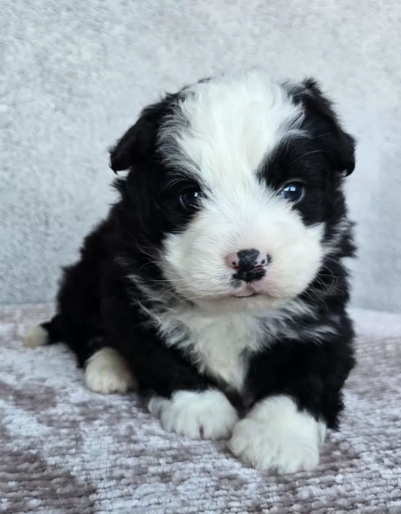 Puppy Name: Mini Boots