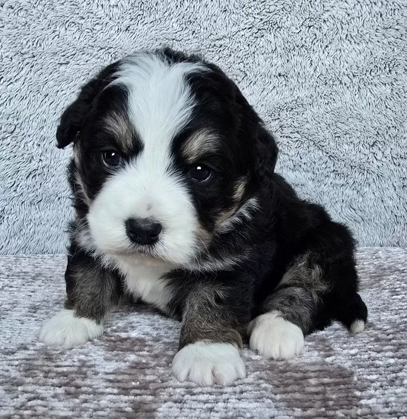 Puppy Name: Mini Mia