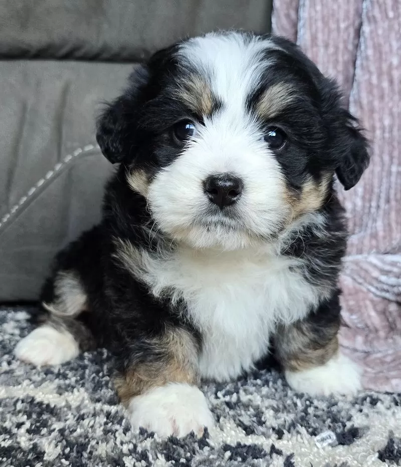 Puppy Name: Mini Mia