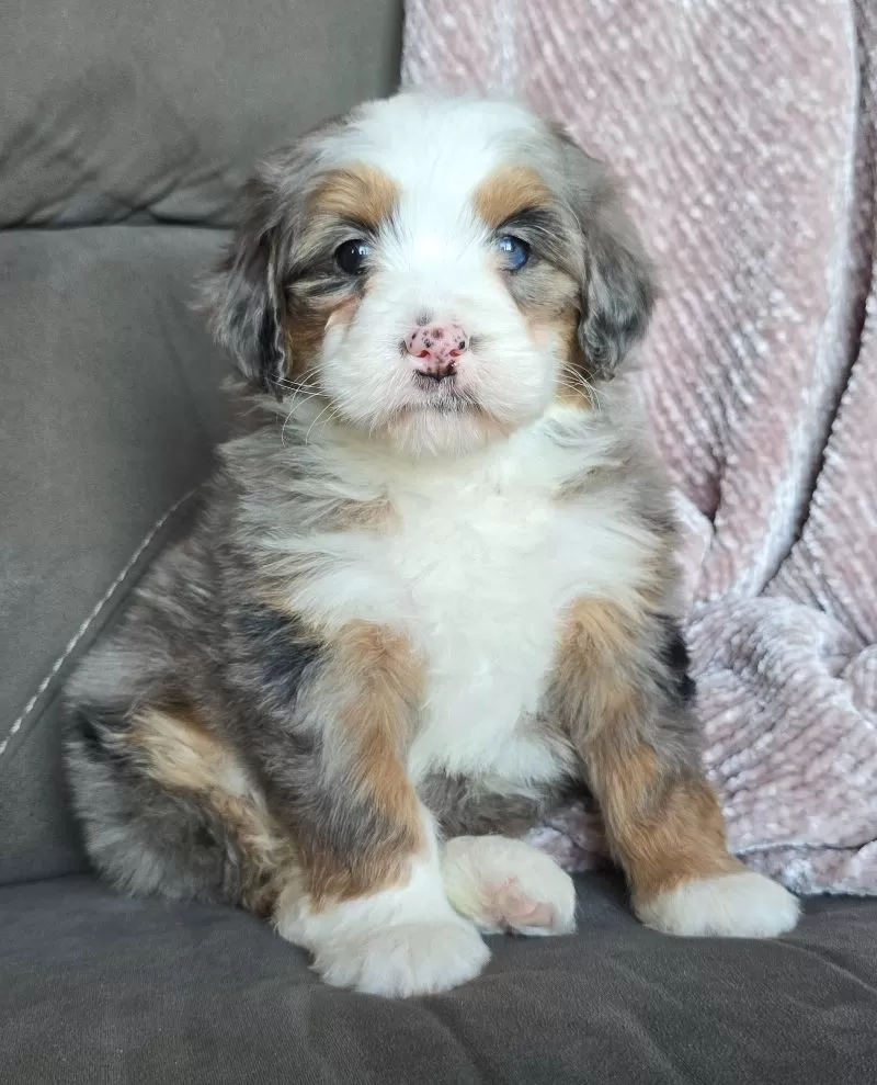 Puppy Name: Mini Oakley