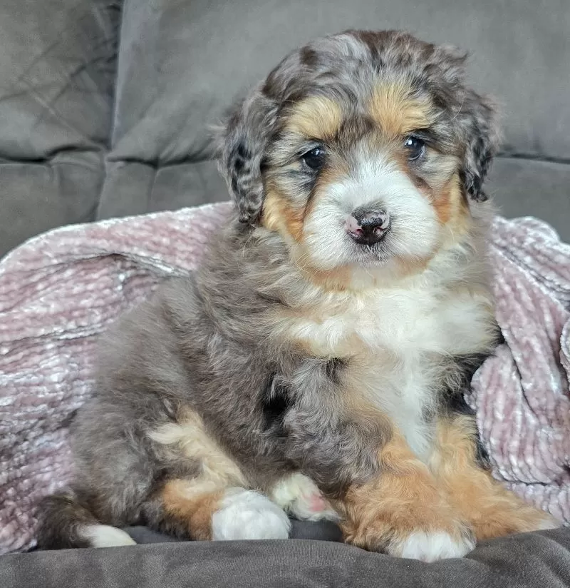 Puppy Name: Mini Bella