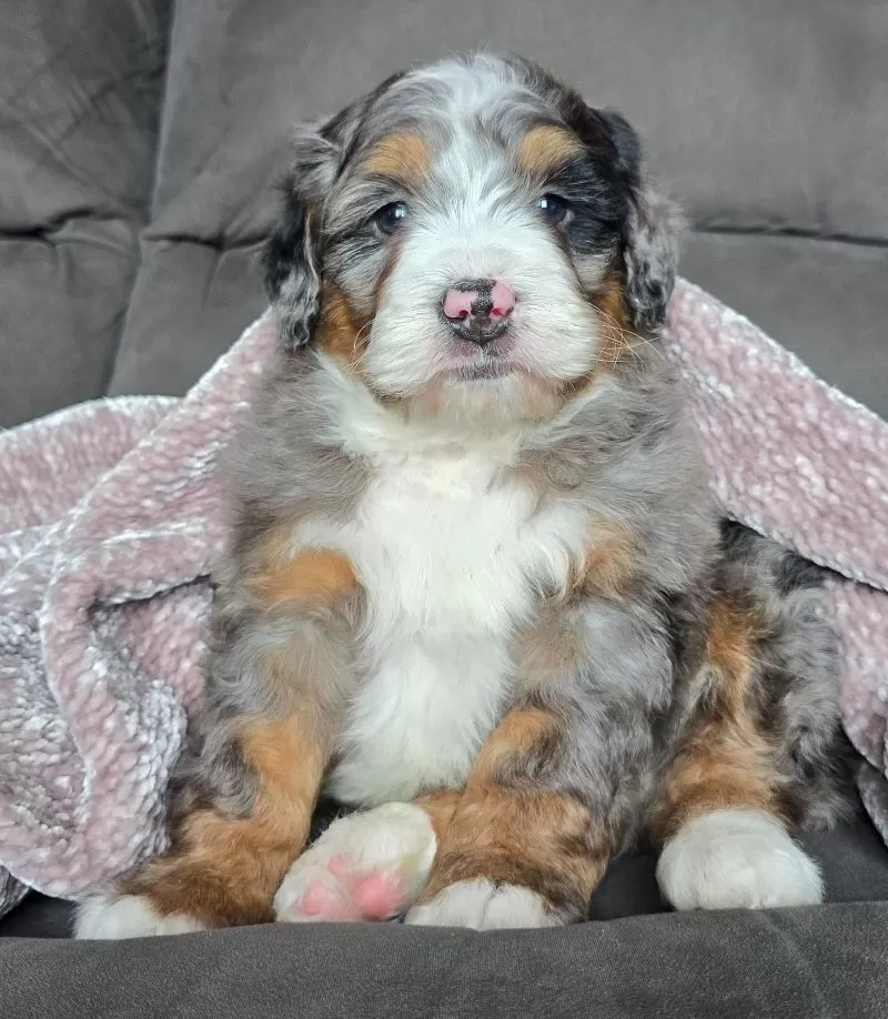 Puppy Name: Mini Chief