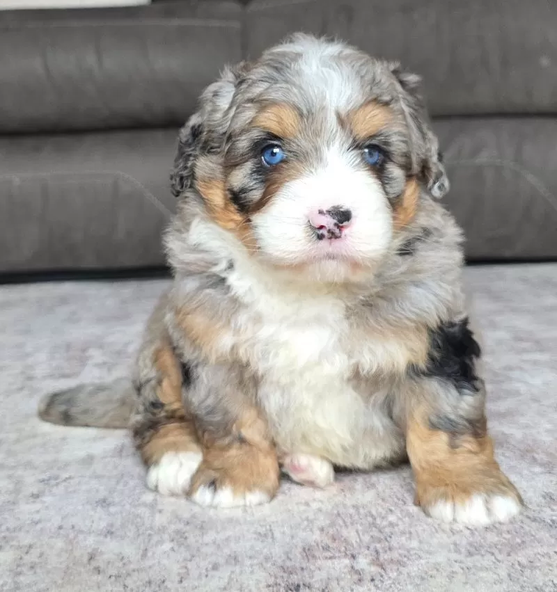 Puppy Name: Wiggles
