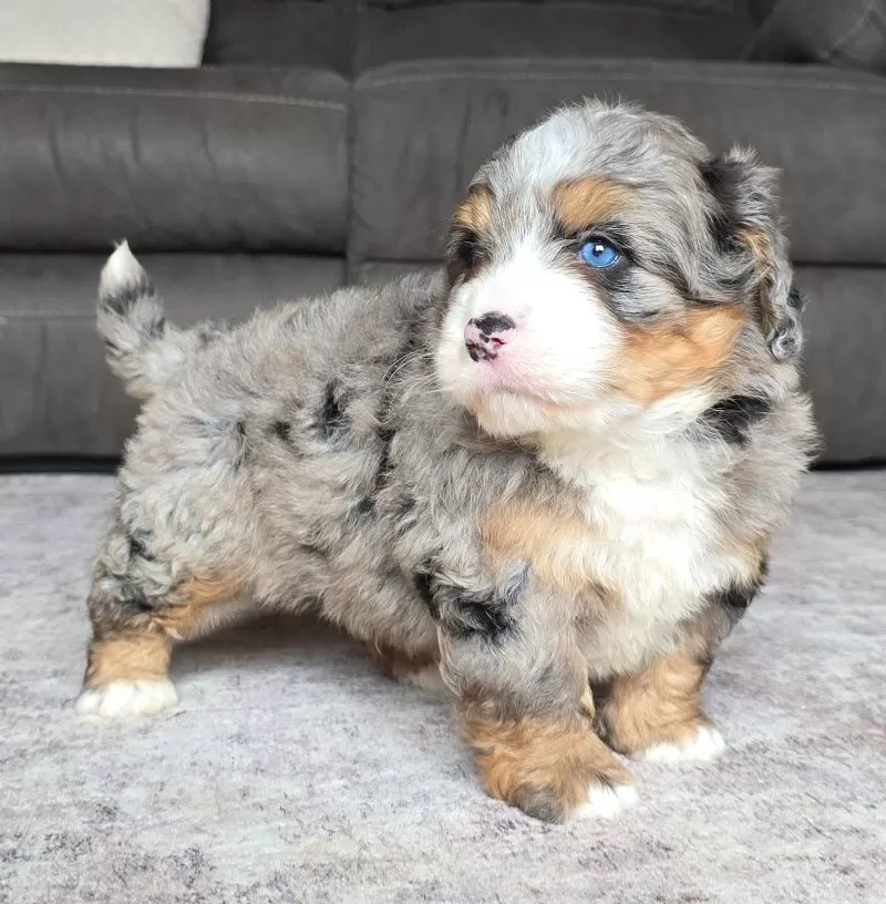 Wiggles