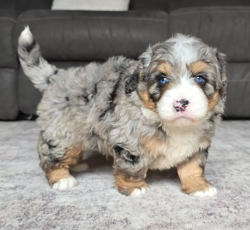 Wiggles