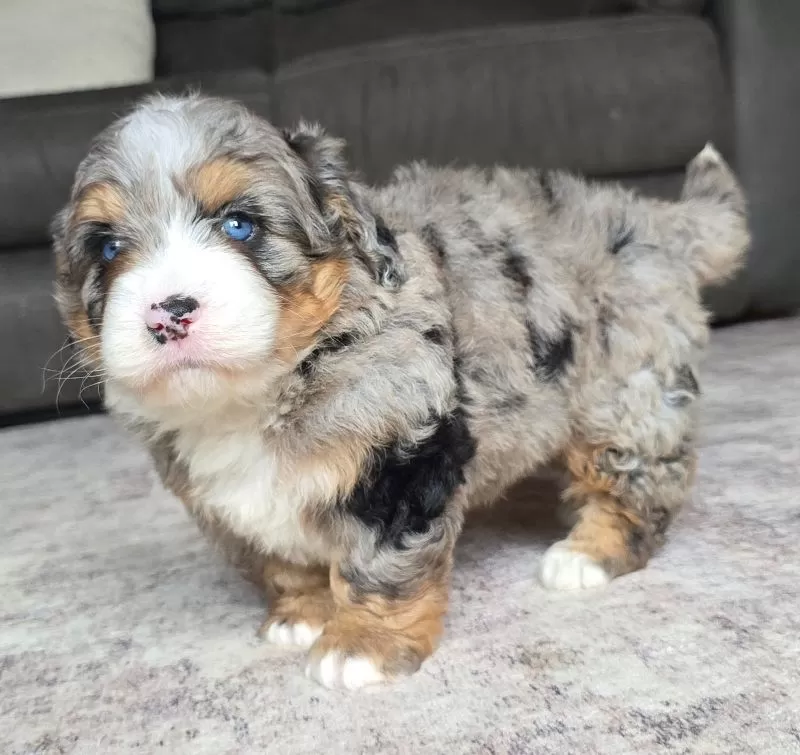 Wiggles