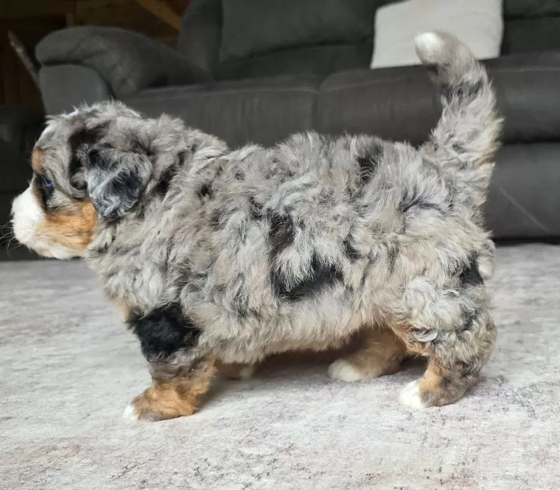Wiggles