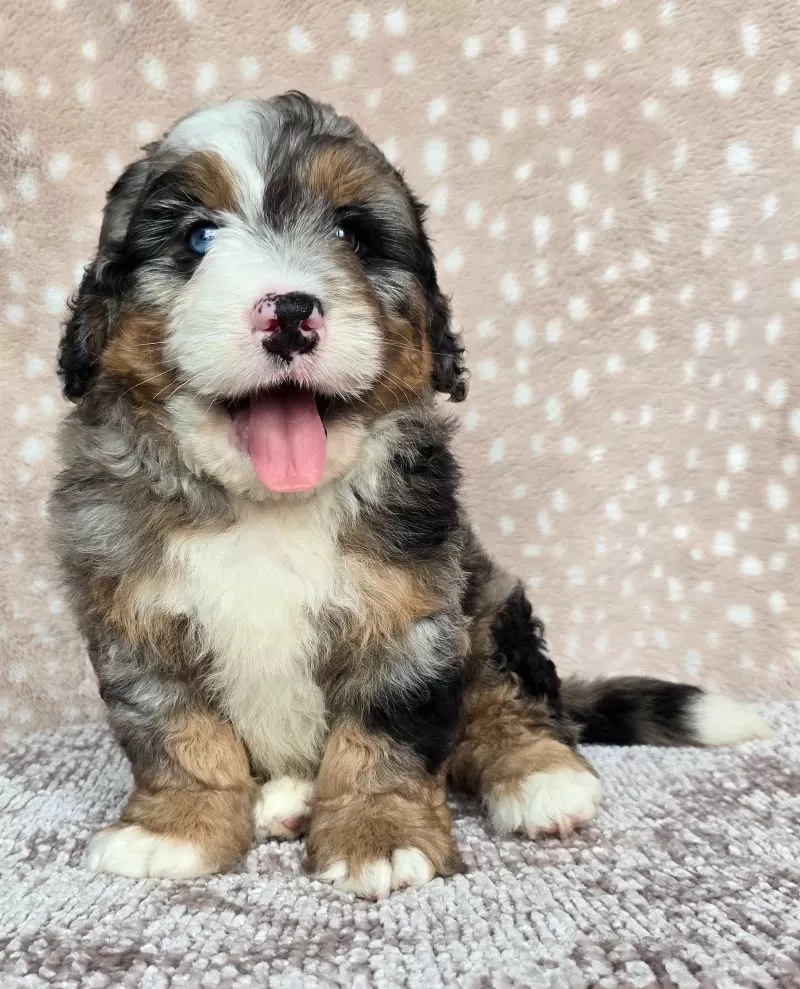 Puppy Name: Shadow