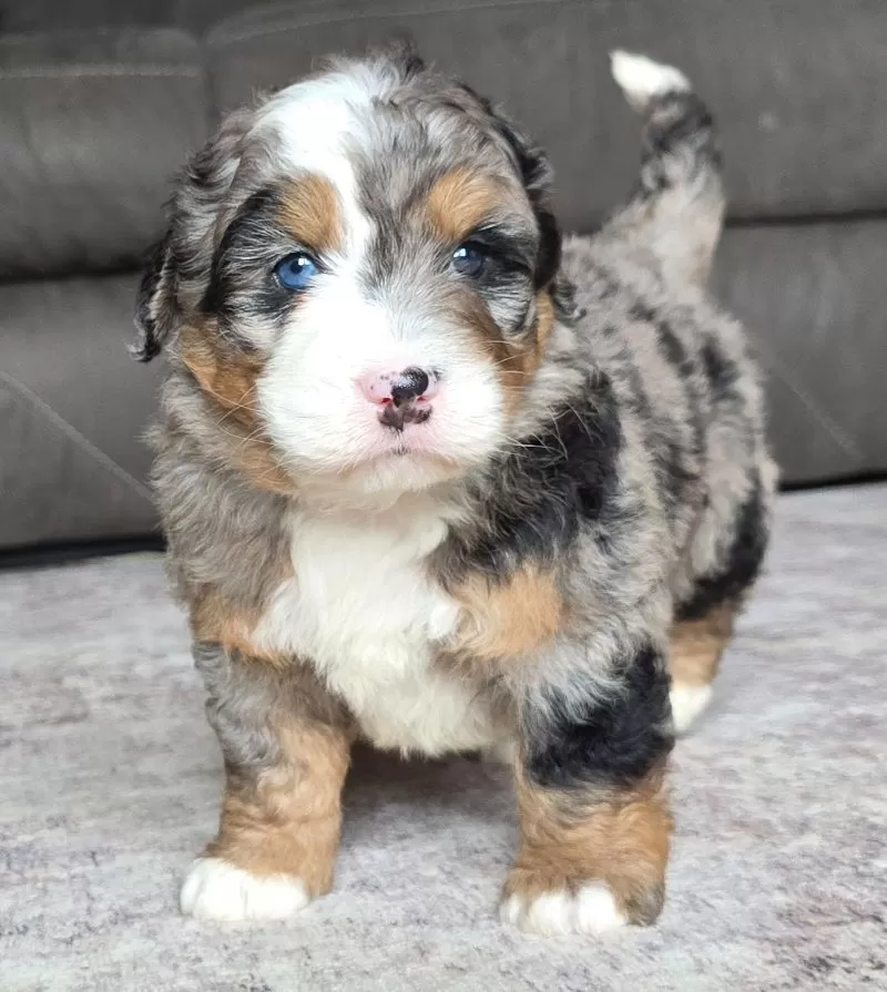 Puppy Name: Shadow