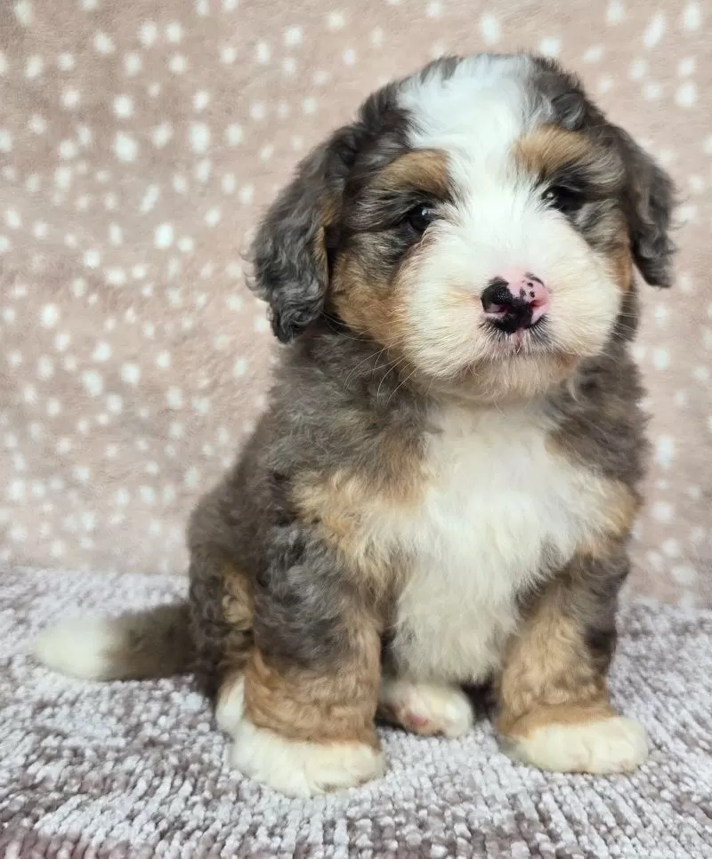 Puppy Name: Harley