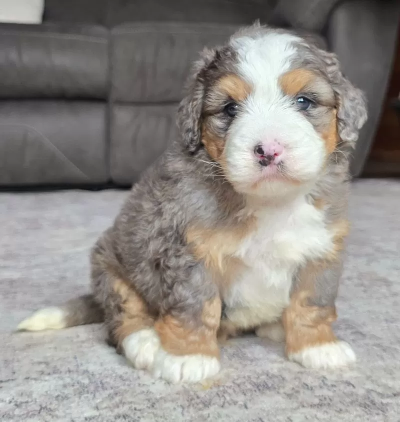 Puppy Name: Harley