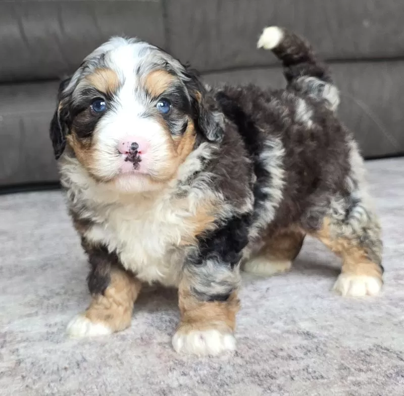 Puppy Name: Archie