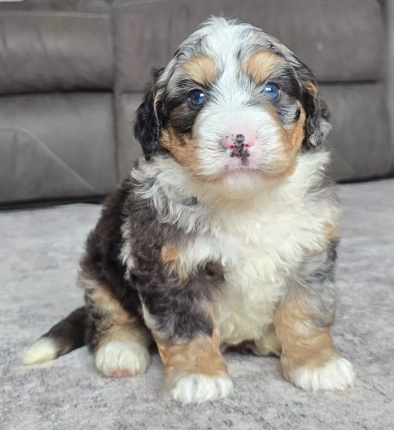 Archie