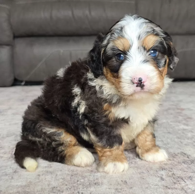 Archie