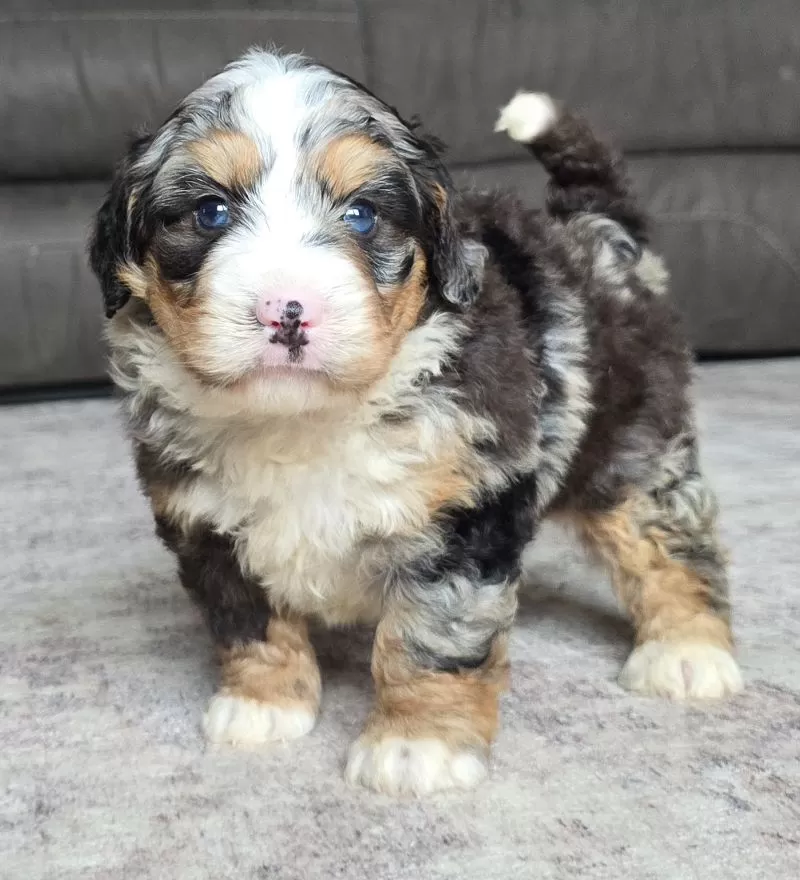 Archie