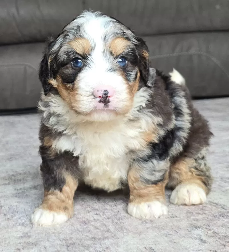 Archie
