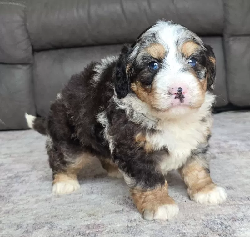 Archie