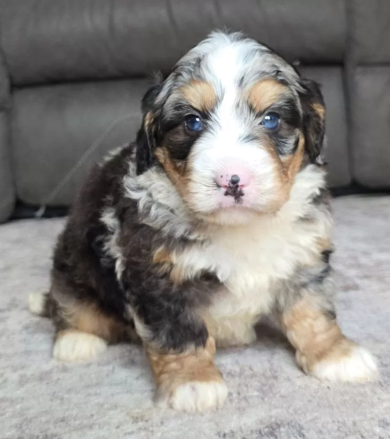 Archie
