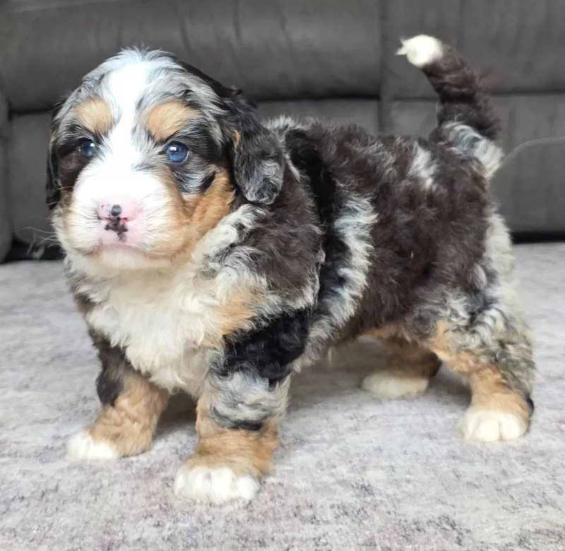 Archie