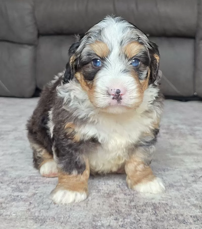 Archie