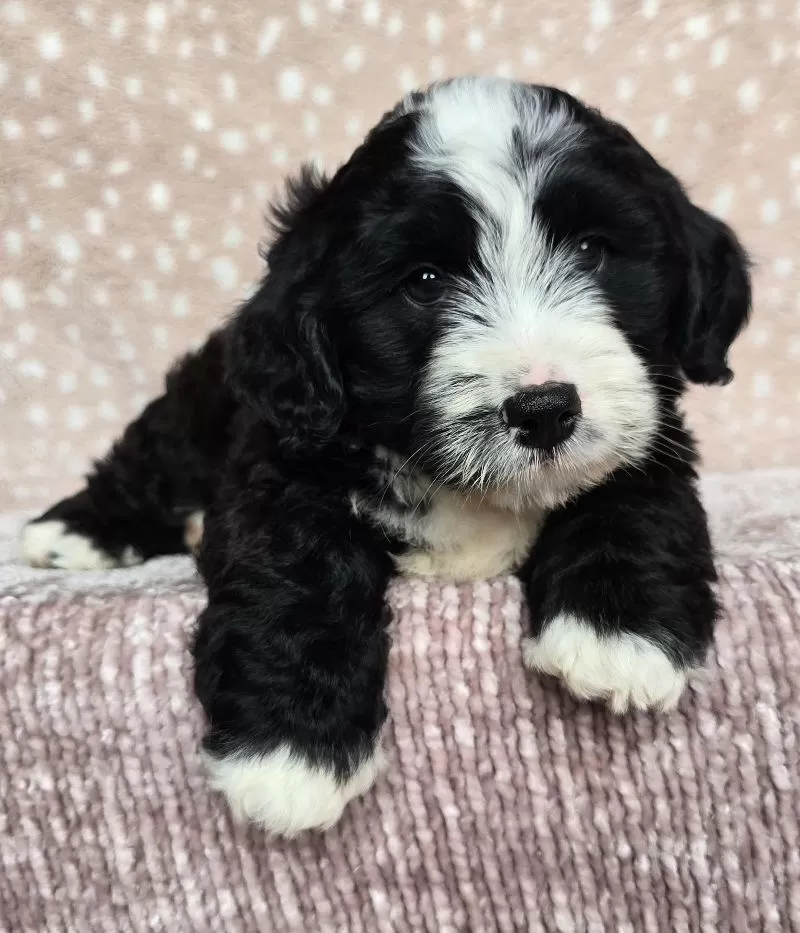 Puppy Name: Boots