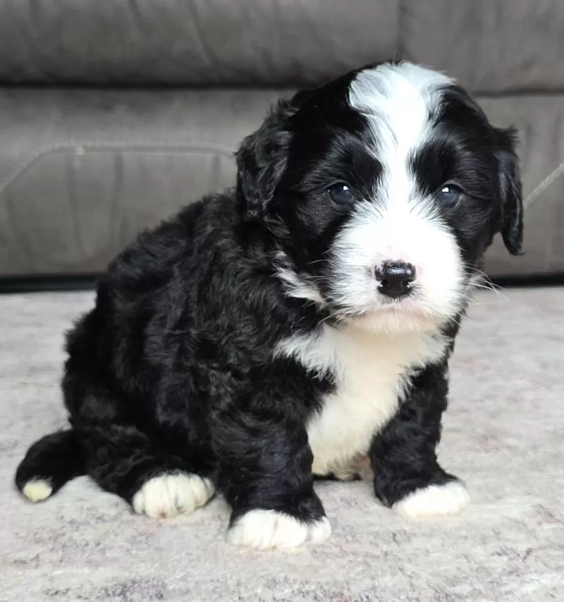 Puppy Name: Boots