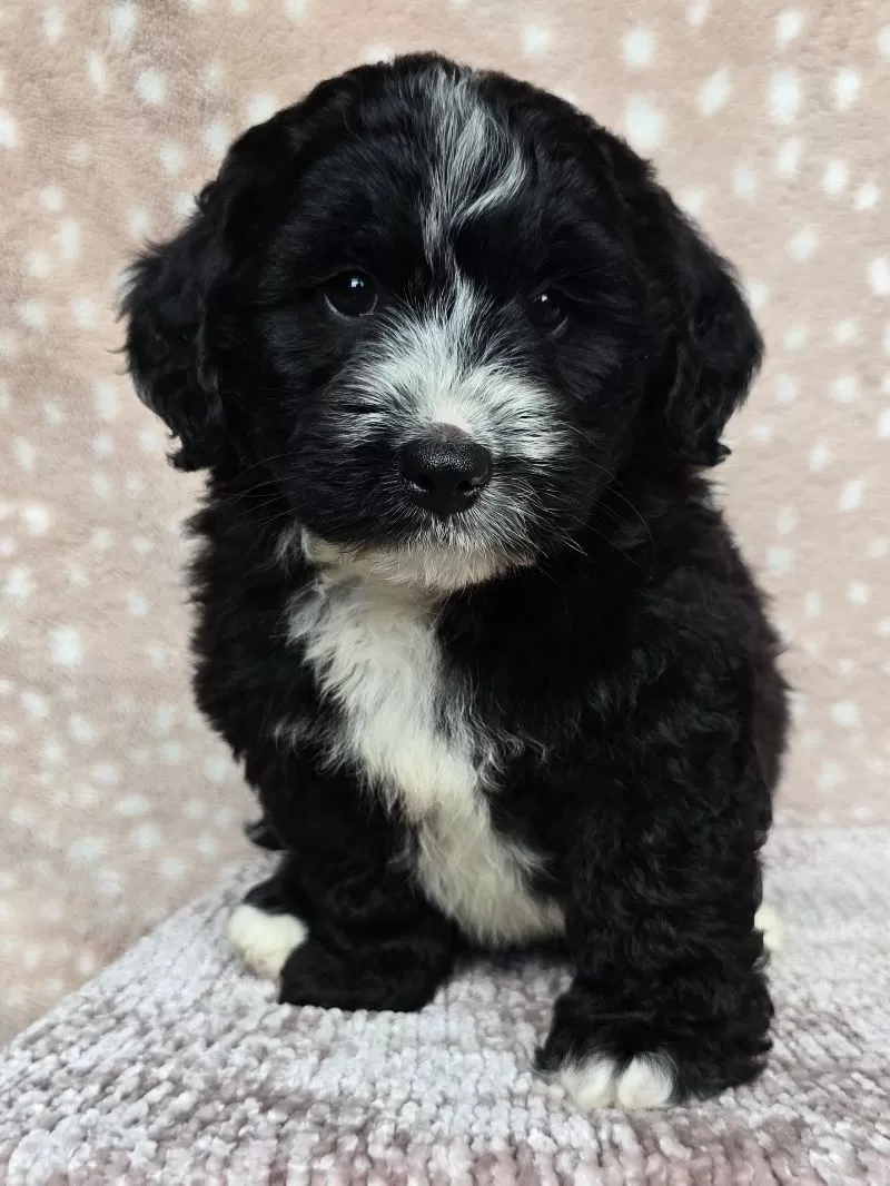 Puppy Name: Blaze