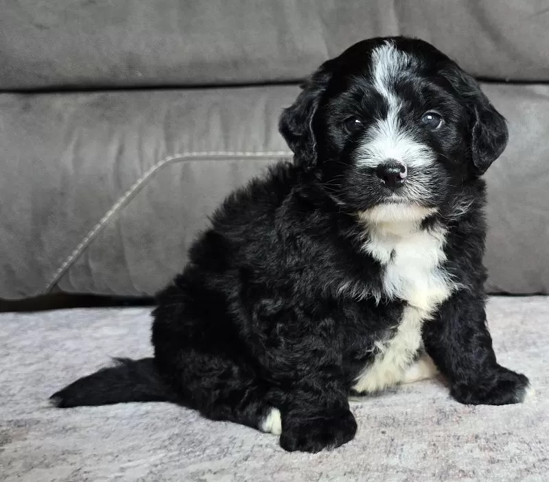 Puppy Name: Blaze