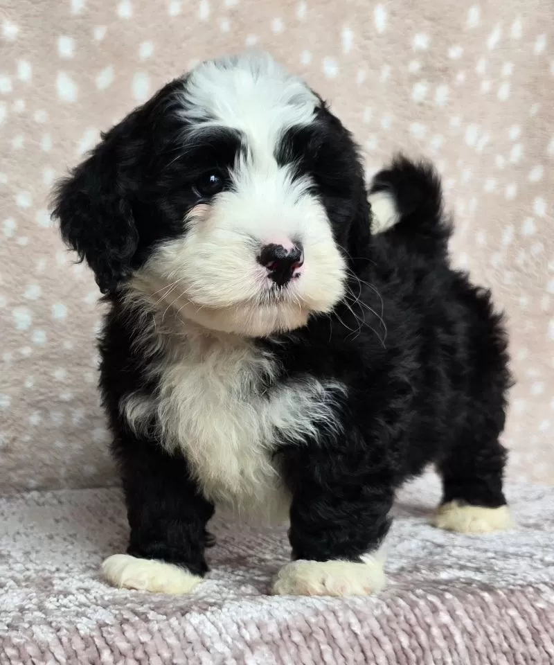 Puppy Name: Jackie