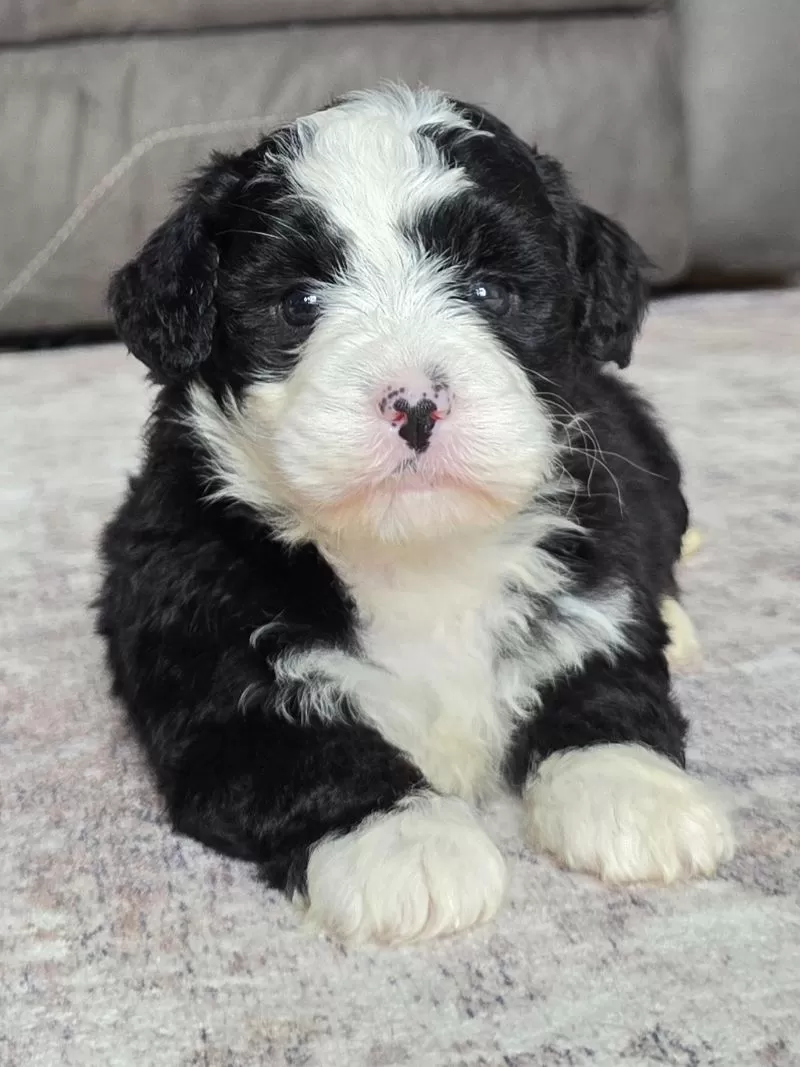 Puppy Name: Jackie