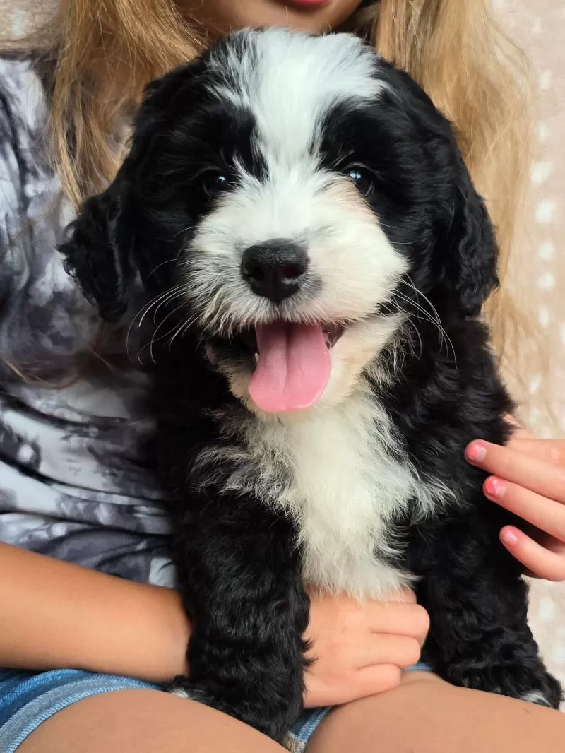Puppy Name: Clover