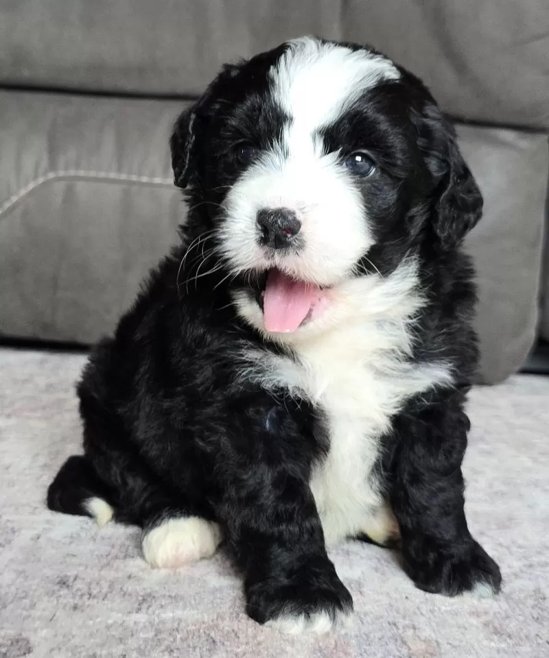 Puppy Name: Clover