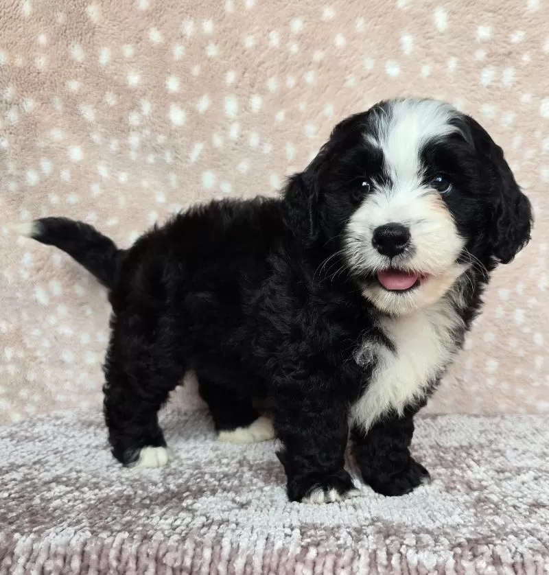 Clover