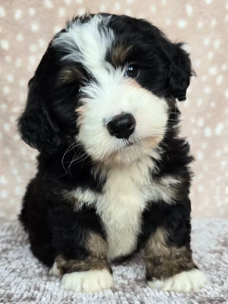 Puppy Name: Poppy
