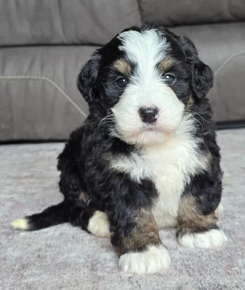 Puppy Name: Poppy