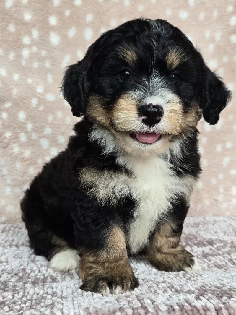 Puppy Name: Willow