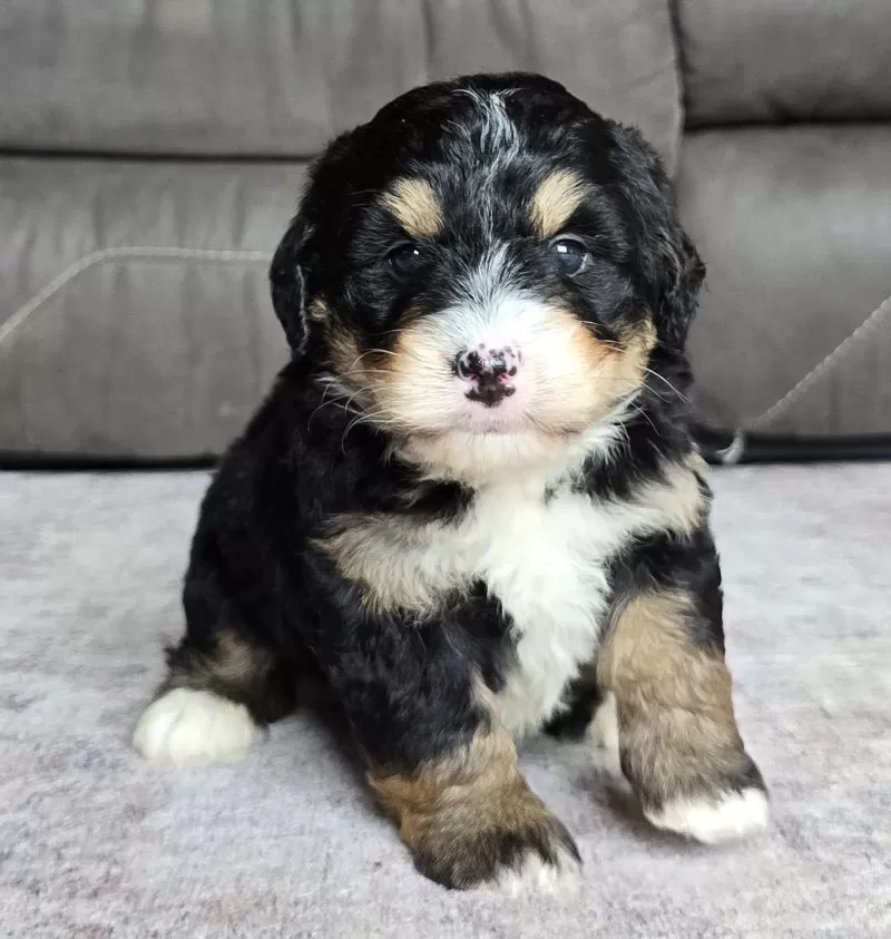 Puppy Name: Willow