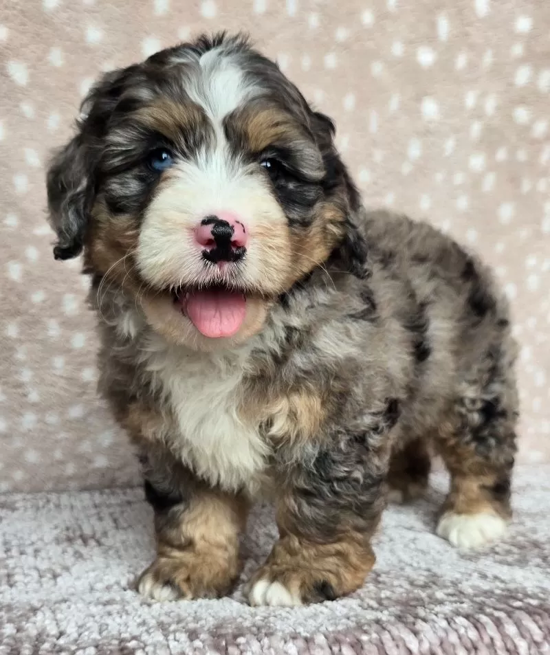 Puppy Name: Bella