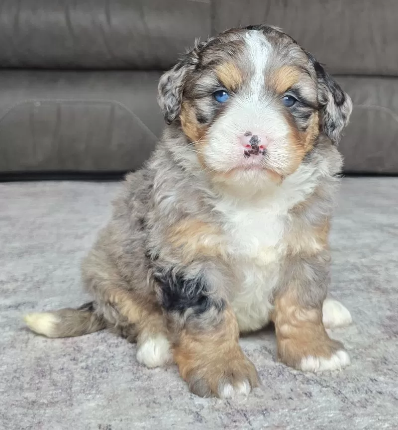 Puppy Name: Bella
