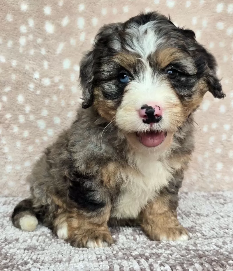Bella
