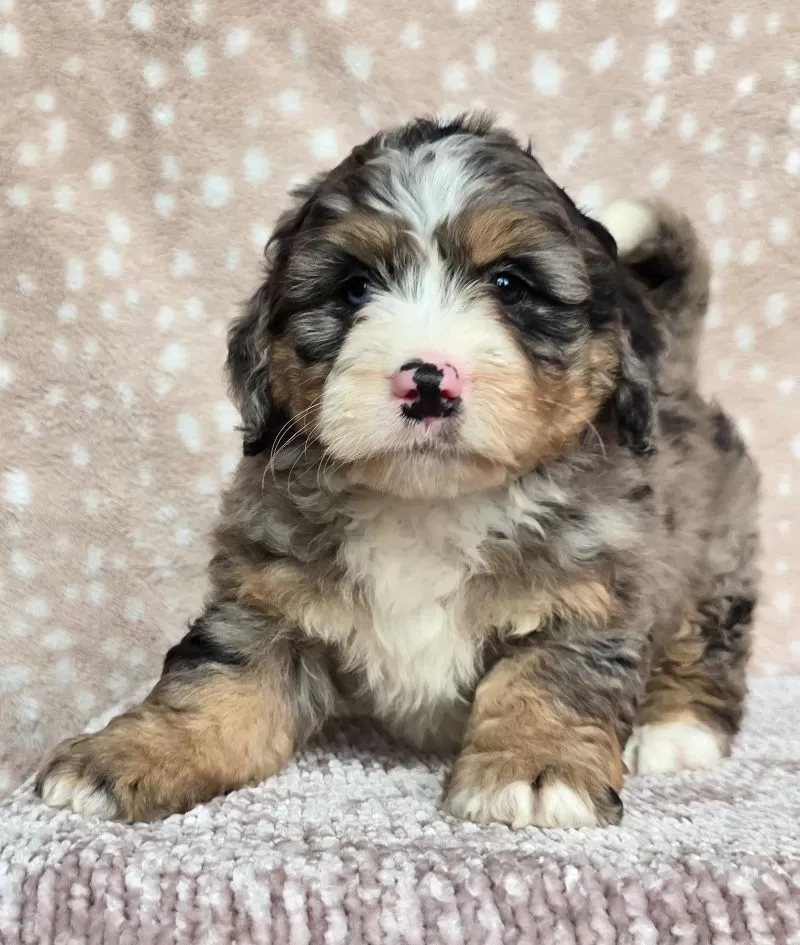Bella