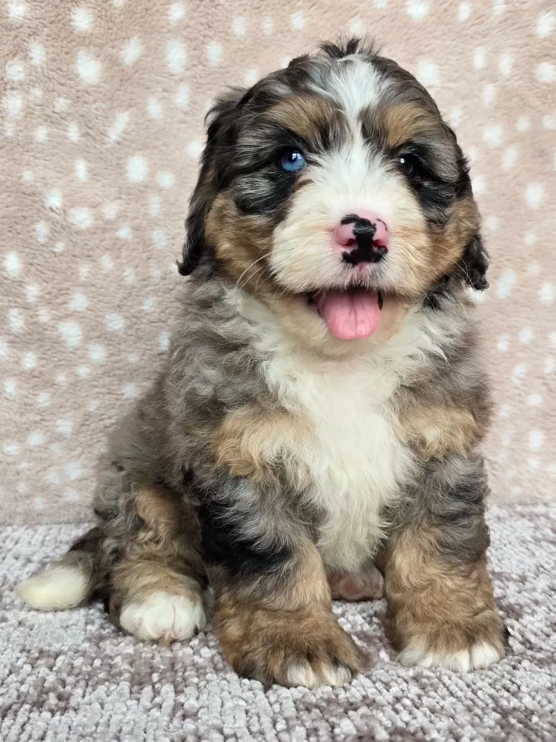 Bella