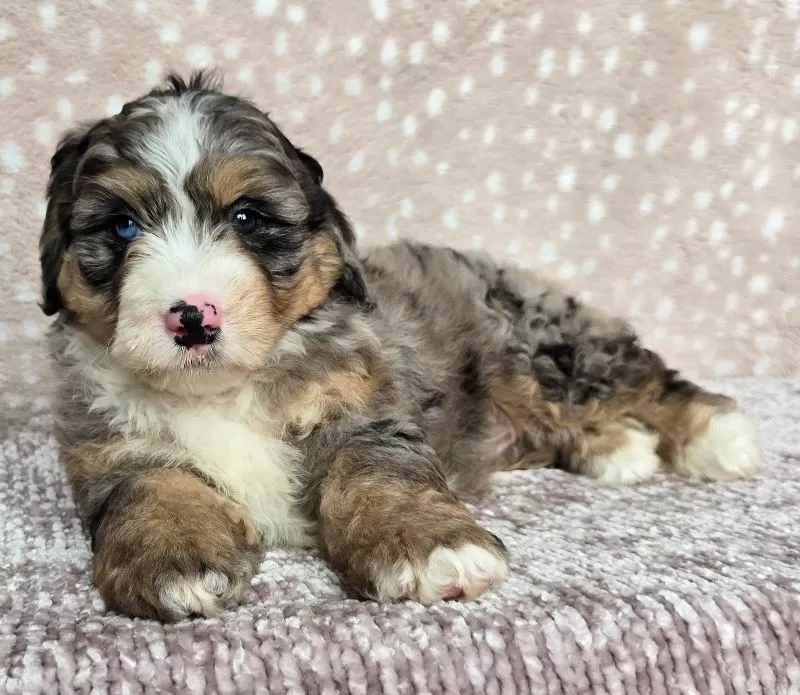 Bella