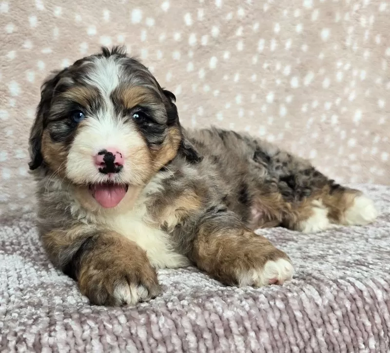 Bella