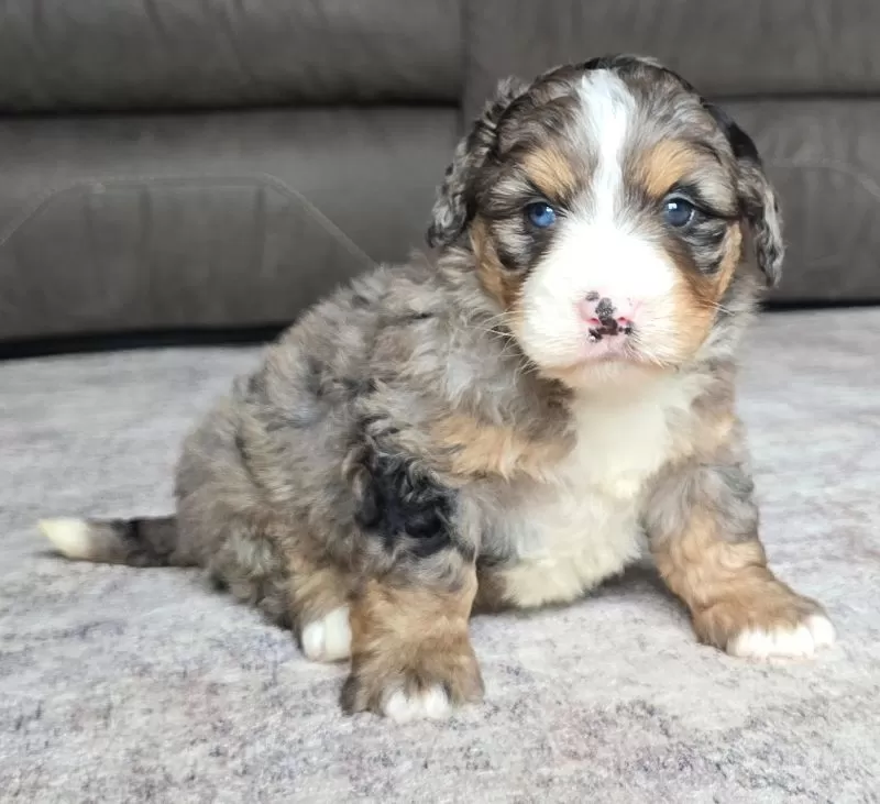 Bella