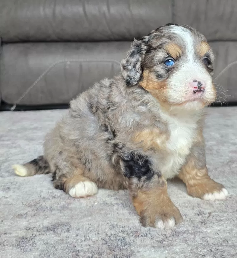 Bella