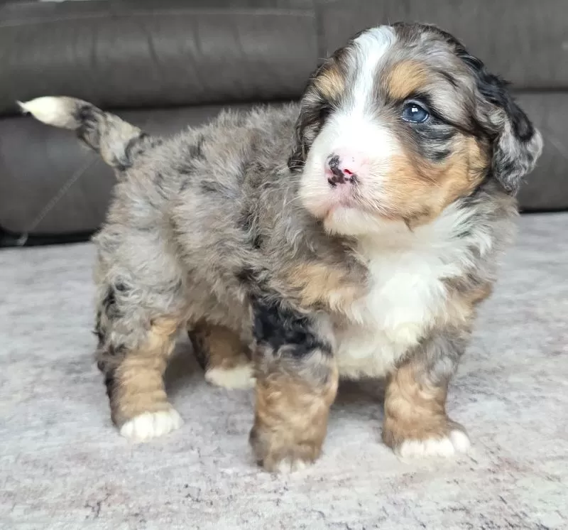 Bella