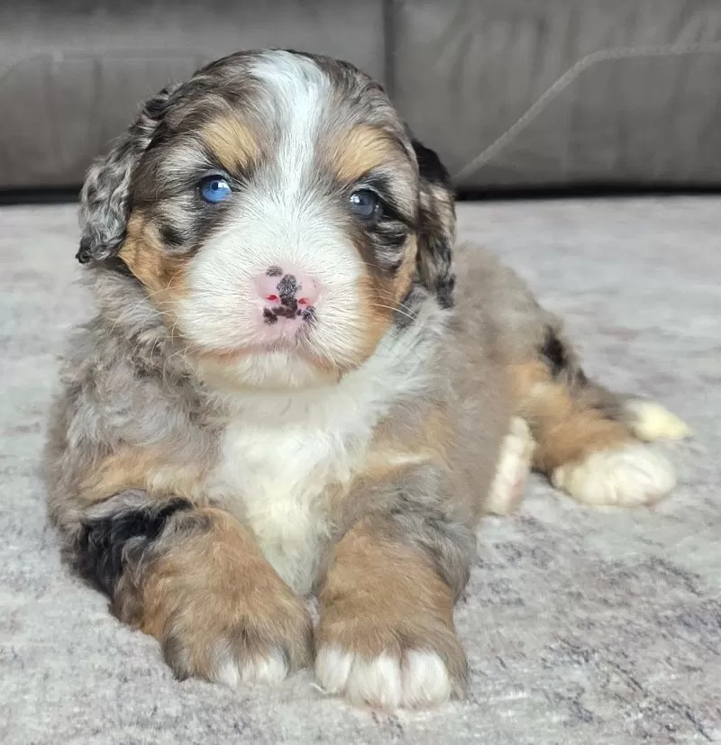 Bella