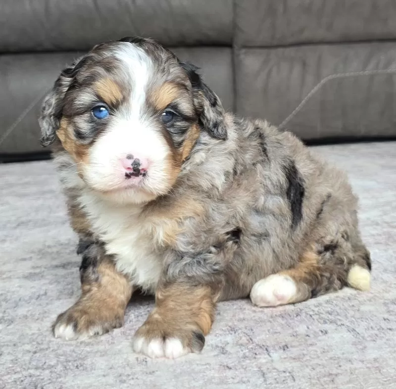 Bella