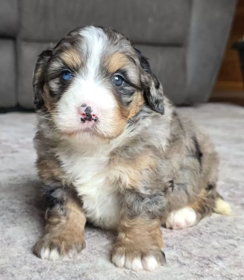 Bella